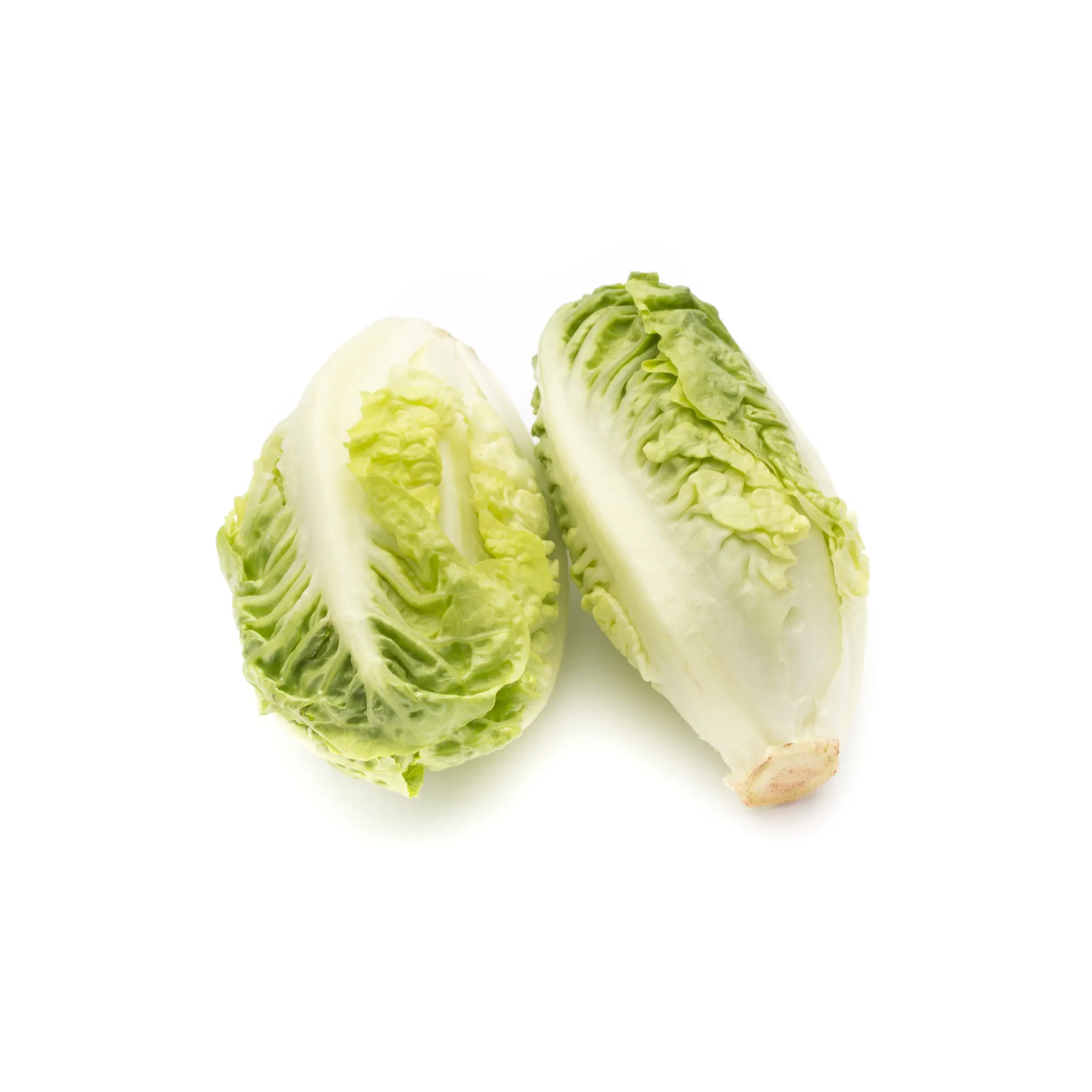 Salades sucrines bio