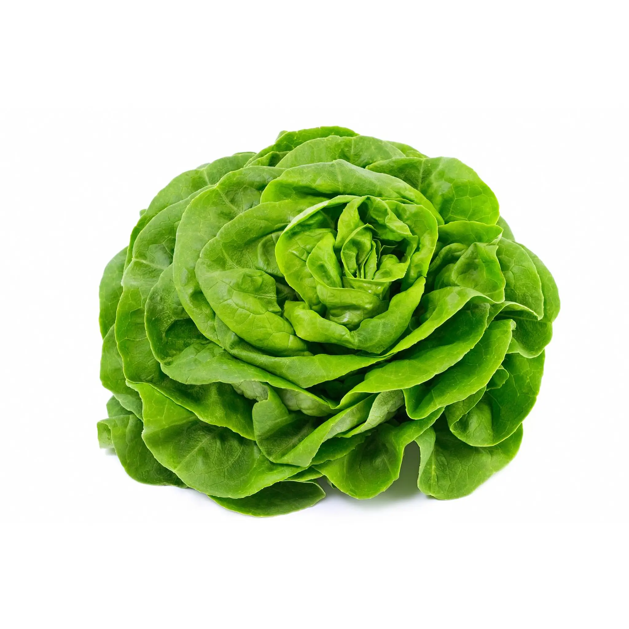 Salade laitue