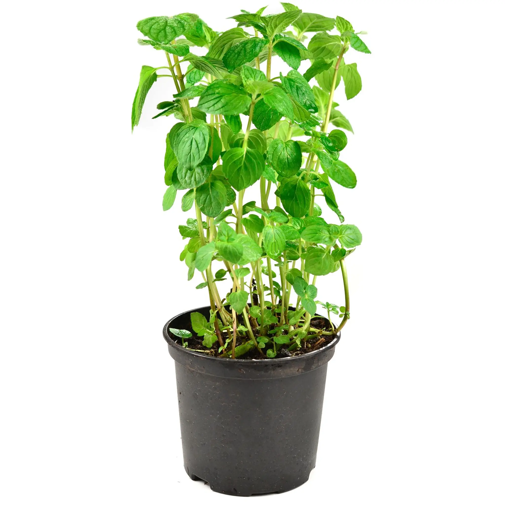 Menthe bio