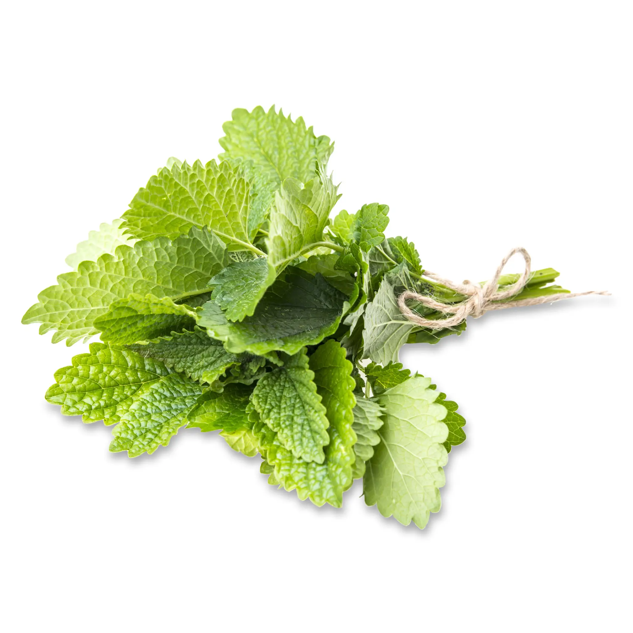 Menthe fraîche