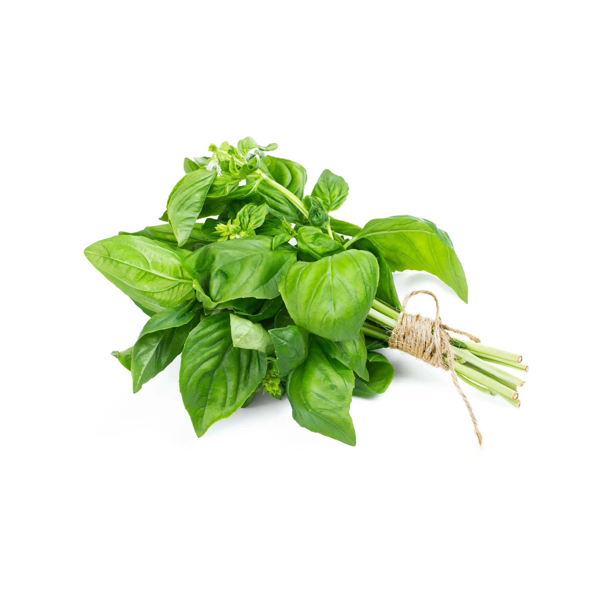 Basilic