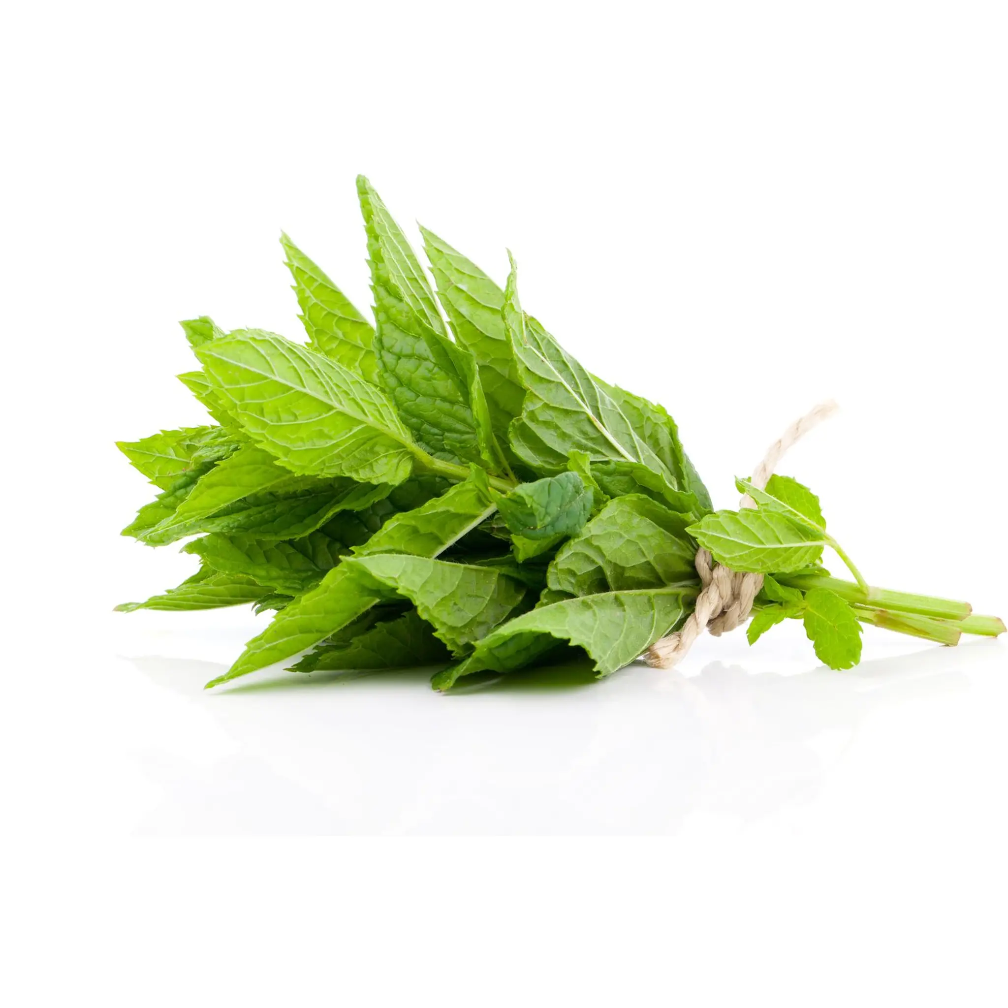 Menthe botte