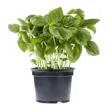 Basilic le pot
