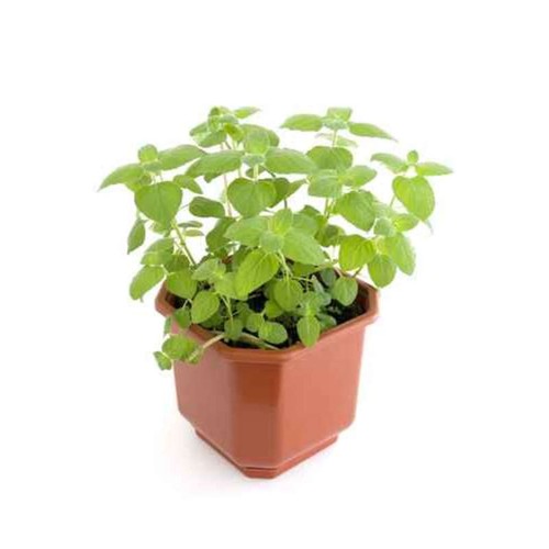 Menthe Fraîche Bio Le Pot