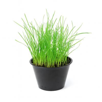 Herbe à Chat, 1  Pot