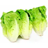 Salade sucrine