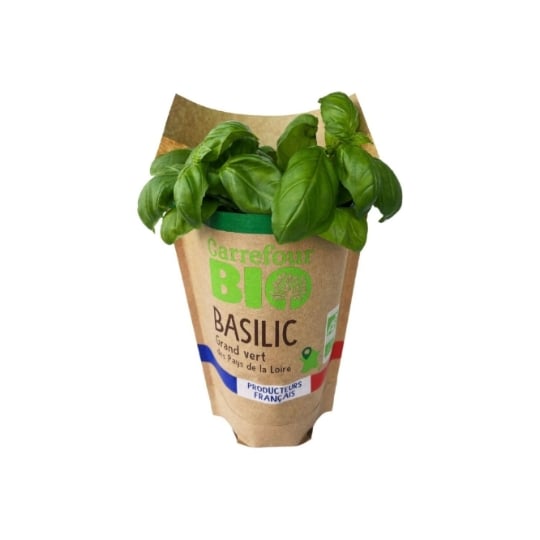 Basilic en pot Bio