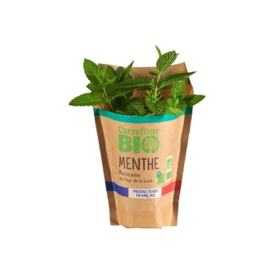 Menthe Bio en Pot