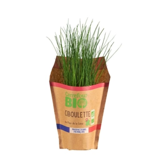 Ciboulette en pot Bio