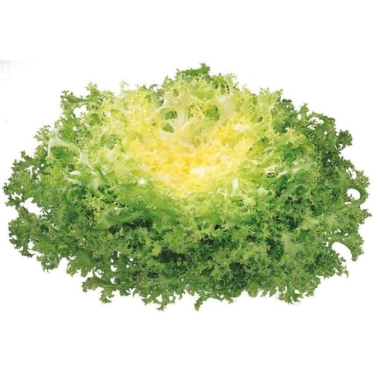 Salade Frisée