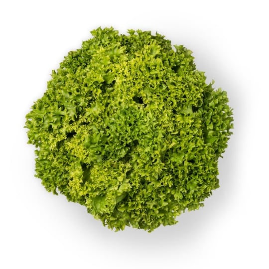 Salade Lollo Blonda