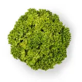 Salade Lollo Blonda