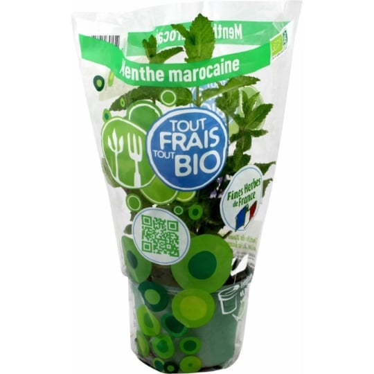 Menthe en Pot Marocaine Bio