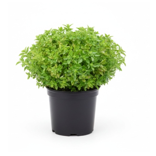 Basilic Greffé