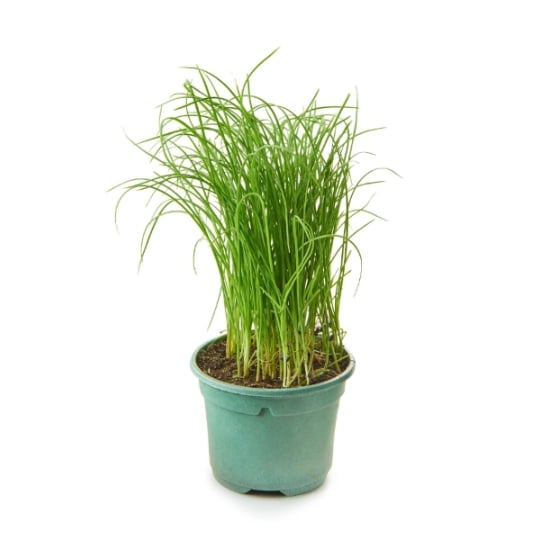 Plant de Ciboulette Bio frais