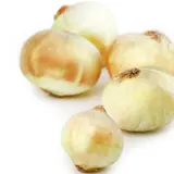 Oignons doux