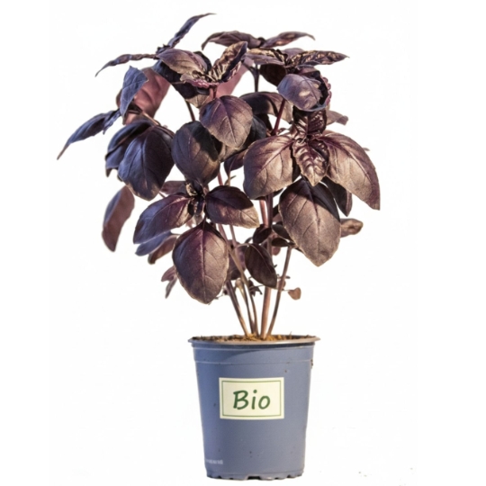Basilic Rouge Bio