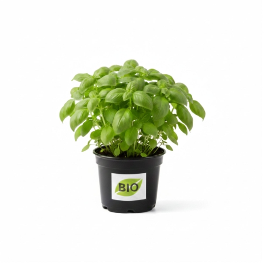 Basilic Bio