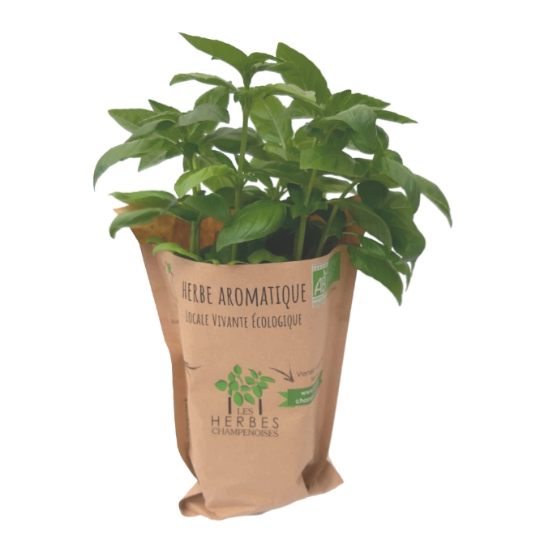 Basilic Bio LES HERBES CHAMPENOISES