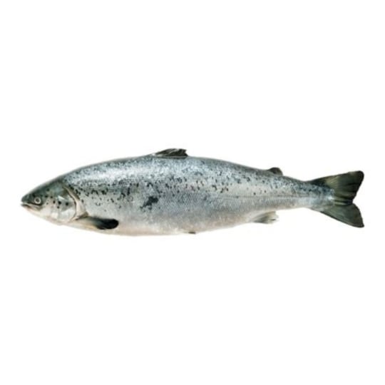 Saumon ASC Entier Vidé et Écaillé FILIERE QUALITE CARREFOUR