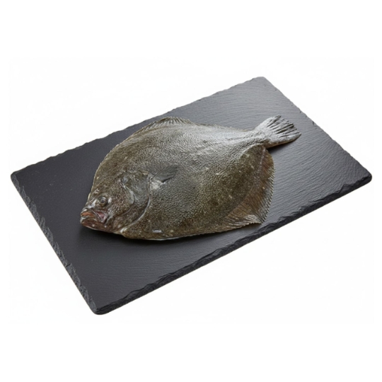 Turbot Sauvage Côtier de Méditerranée