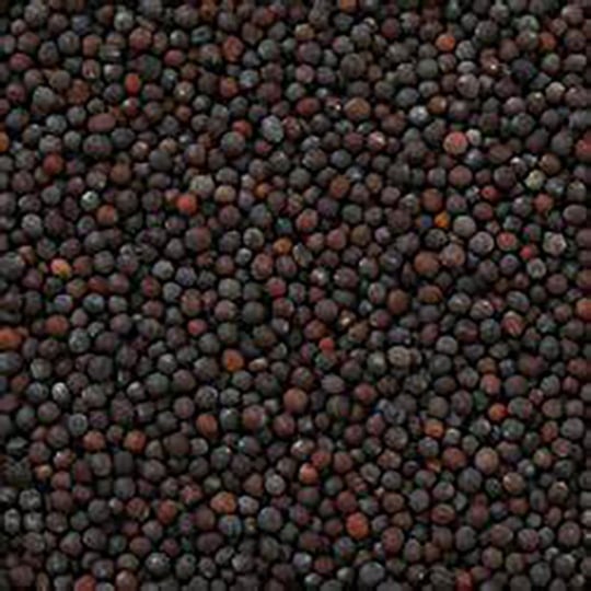 Moutarde Noire Graines Bio En Vrac 500g VRACBIO