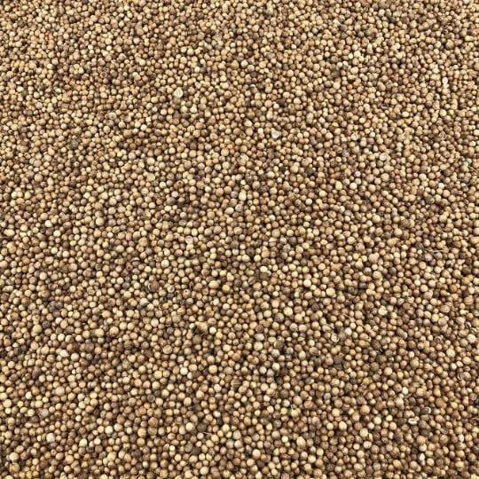 Coriandre Graines Bio En Vrac 10 Kg VRACBIO