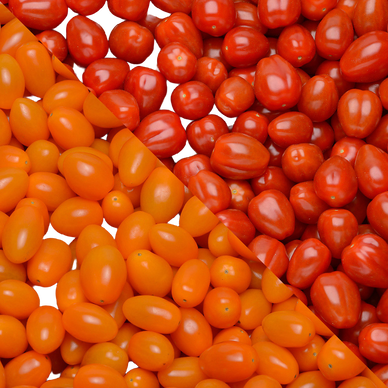 Tomate cocktail en grappe  - Catégorie Extra