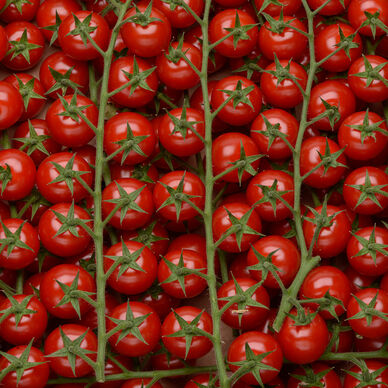 Tomate cerise en grappe - segment Les cerises rondes grappes - Rubis -SAVEOL - Catégorie Extra