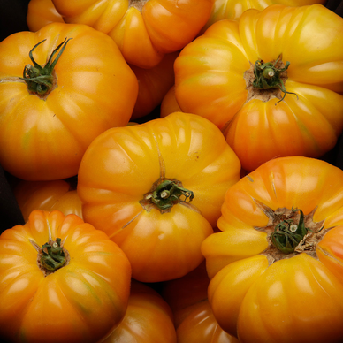 Tomate côtelée jaune ananas - segment Les côtelées