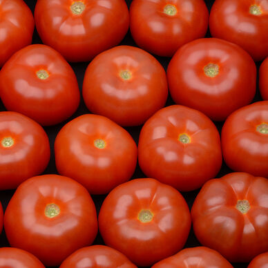 Tomate ronde à farcir