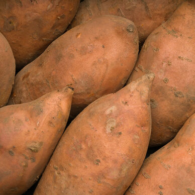 Patate douce