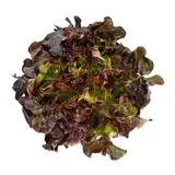 Salade feuille de chêne rouge BIO, France
