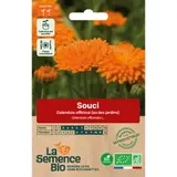 Graines bio de souci des jardins