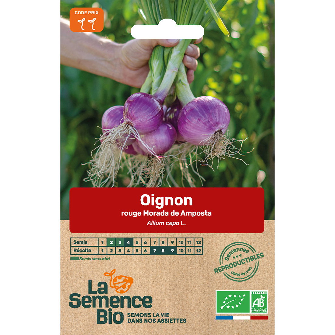 Graines bio oignon rouge morada de amposta