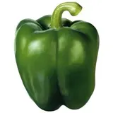 Poivron vert (calibre moyen), Espagne