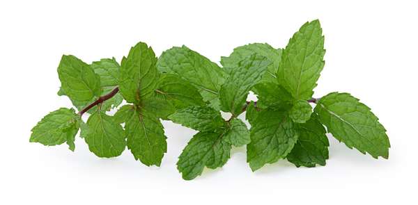 Menthe botte de Seine-et-Marne - direct producteur, France