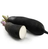 Radis noir BIO du Finistère Nord - Direct producteur (petit calibre), France