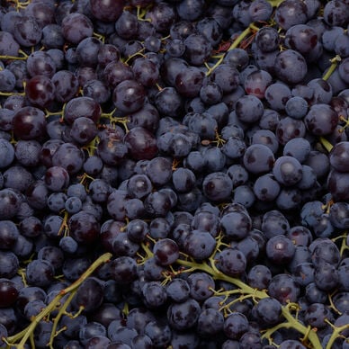 Raisin noir muscat