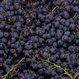 Raisin noir muscat