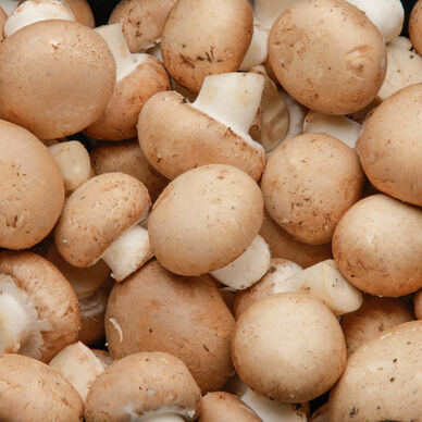 Champignon blond