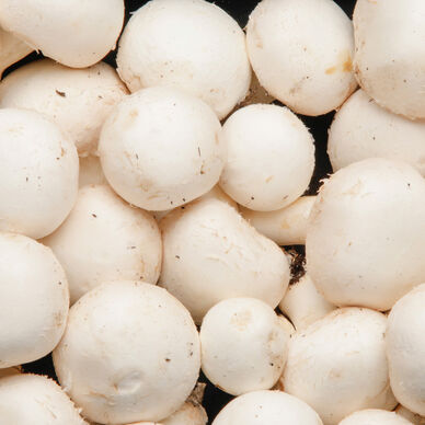 Champignon de Paris pied entier - Barquette 250g