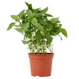 Basilic Thai Bio