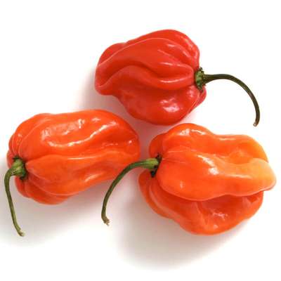 Piment habanero rouge/vert/orange ou "piment antillais" (environ 100 g), France