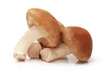 Shiitake (barquette de 200 g), France