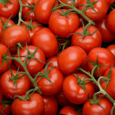 Tomate ronde en grappe