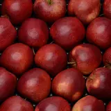 POMME ELSTAR BIO CAL 136/165 CAT 1 St Julien de Concelles FRANCE Barquette 4 Fruits