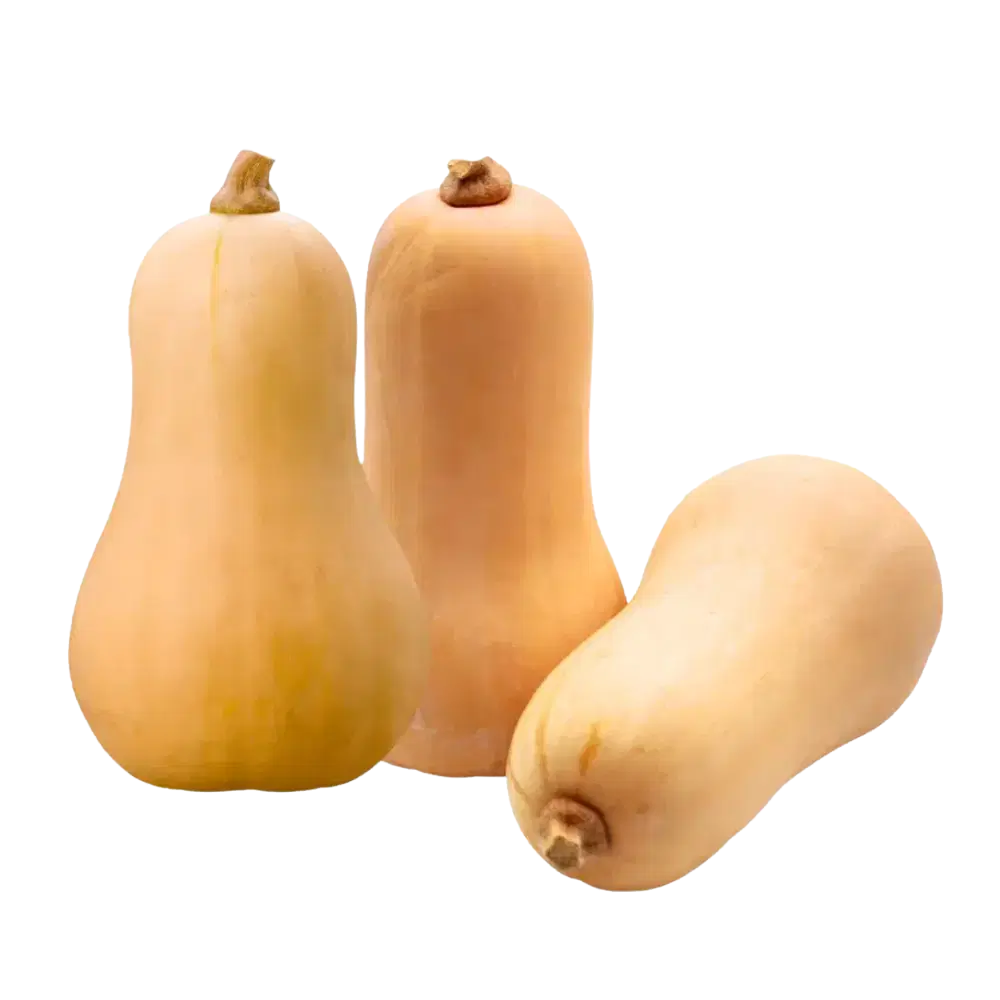 Lot de courges Butternut petit calibre bio origine France