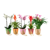 Phalaenopsis calla bromelia pot 12cm sac Pays-Bas