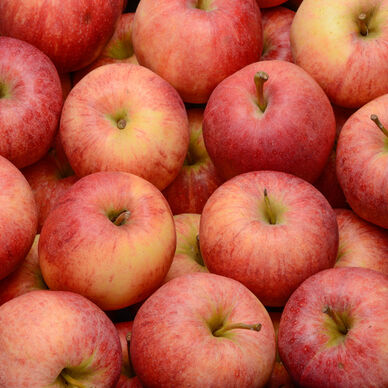 POMME REINE DES REINETTES